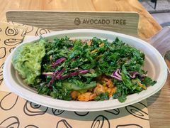 -油梨树AVOCADO TREE(望京店)