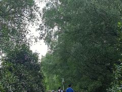 -大亚湾红树林城市湿地公园