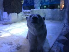 -芜湖新华联大白鲸海洋公园