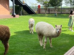 -太阳岛度假酒店