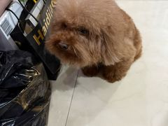 -暖阳宠物医院·犬猫康复中心·骨科