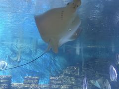 -烟台海昌鲸鲨海洋公园