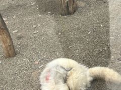-大青山野生动物园