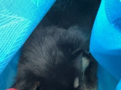 -桂林市花鸟市场