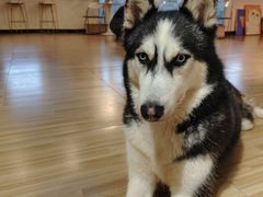 -喵小馆·猫咖狗咖猪咖·饮品店