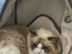 -瑞鹏宠物医院·骨科·猫科·内科(第一中心)
