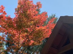 -趵突泉景区