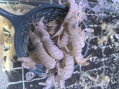 -聚盛源蒸汽海鲜火锅烤肉自助(巨川金海岸购物广场店)