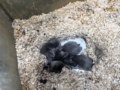 -上海大自然野生昆虫馆