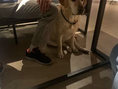 -百好乐宠物友好餐厅(朝外大街店)