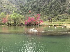 -靖西鹅泉风景区