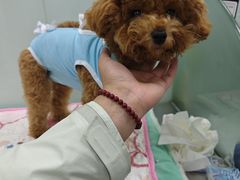 -瑞派·关忠动物医院·猫专科·犬专科(三环新城店)
