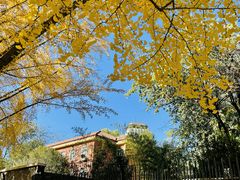 -三里屯东五街银杏大道