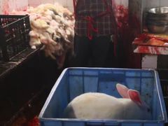 -温江公平红烧兔(总店)