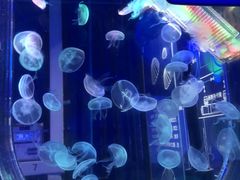 -海合安青岛极地海洋公园