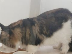-猫冇咖·家门口的撸猫馆(大融城店)