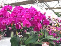 -秦美花卉(天朗·莱茵小城2期店)