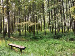 -黄海国家森林公园