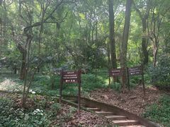 -武汉大学-樱园