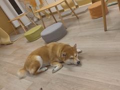 -柴迷FANS CLUB·柴犬狗咖·猫咖