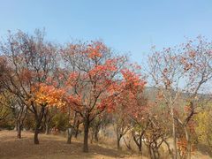 -北京西山国家森林公园