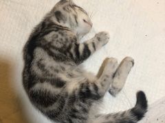 -宠爱国际动物医院·消化内科·心肾内科·ISFM猫友好(望京店)