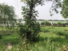-西青郊野公园