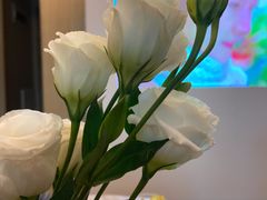-Butchart布查德鲜花(花艺设计中心)