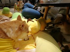 -逗柴咖啡屋·狗咖猫咖宠物桌游