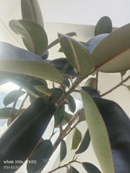 -HEYAN荷妍专业脱毛连锁机构