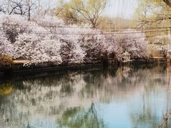 -颐和园