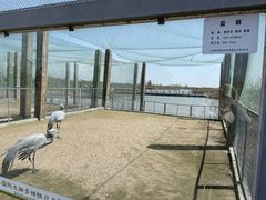 -盐城丹顶鹤湿地生态旅游区