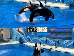 -上海海昌海洋公园