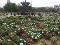 -曹州牡丹园
