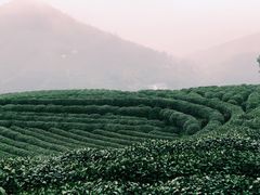 -龙井壹号·茶缘山景宴(龙井村店)