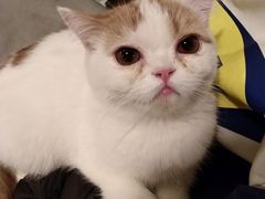 -Cappucimeow猫咪咖啡馆(韦伯时代店)