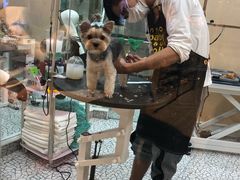 -momokira米努特·德文卷毛猫·棉花面纱犬