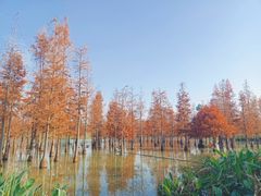 -白鹭湾湿地公园
