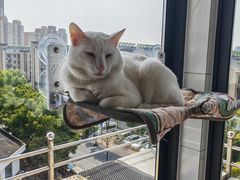 -圣宠动物医院·犬猫专科·影像中心·外科中心