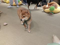 -逗柴咖啡屋·狗咖猫咖宠物桌游