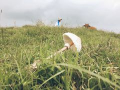 -大姆山草场