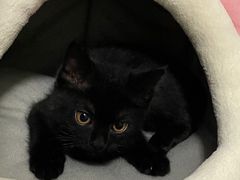 -爱佳宠物中心医院24H·CT·骨外科·猫专科(瑶海万达店)