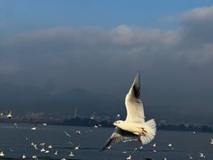 -大理洱海