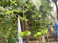 -西安化觉巷清真大寺