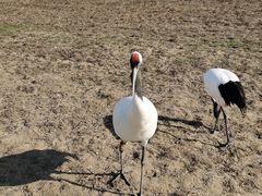 -盐城丹顶鹤湿地生态旅游区