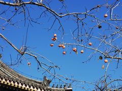 -北京石刻艺术博物馆(五塔寺)