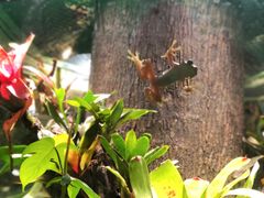 -上海大自然野生昆虫馆(东方明珠·爬宠昆虫探索中心)