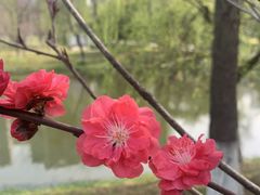 -洋湖国家湿地公园