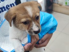 -美联众合动物医院(·中兽医·疑难杂症·严家桥分院)