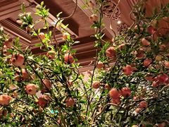 -八府香鸭·啫啫煲(华山路店)